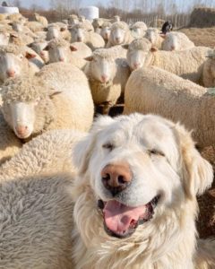 Livestock guardian dog in a flock of sheep