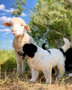 Lamb and livestock guardian dog