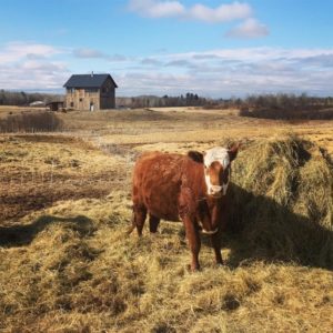 Interrupted while eating a bale. Past paddocks in the background.