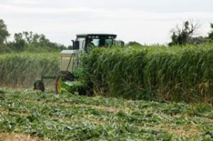 Sorghum-Sudangrass