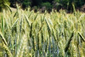 Triticale and Rye