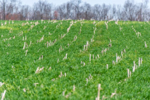 Cover crops growing over old corn stalks