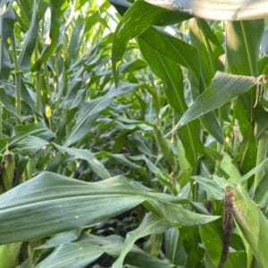 Late Season Organic Corn (1)