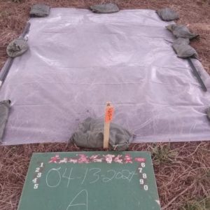 MarlonClearTarp (1)