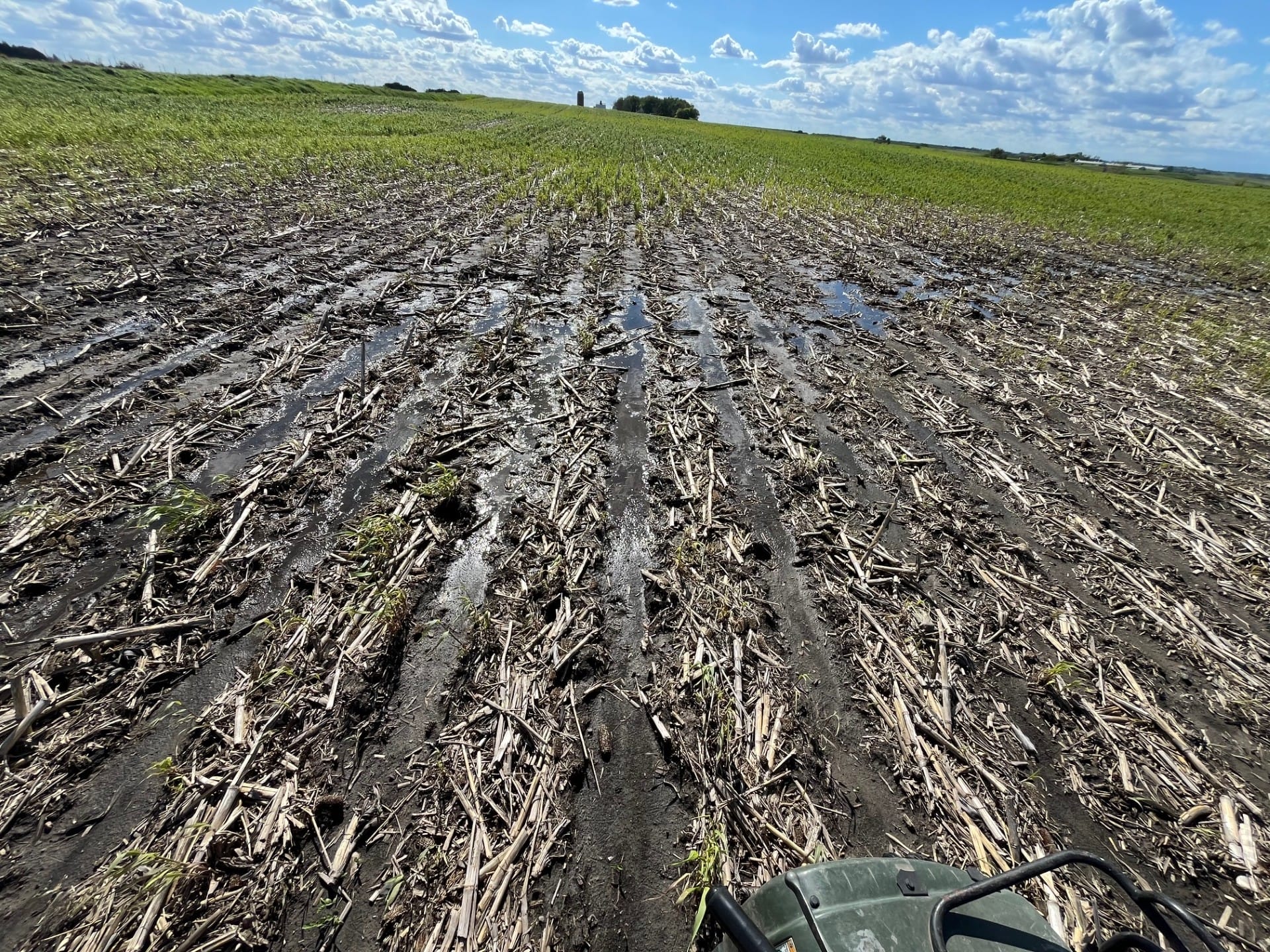 Planted beans early into standing rye. Was so wet in spots that even the rye died. Led to fair amount of replanting