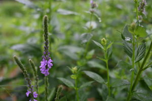 Pollinator habitat (1)