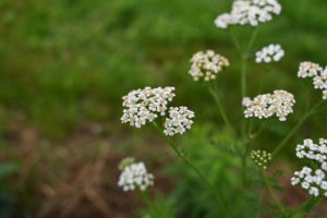 Pollinator habitat