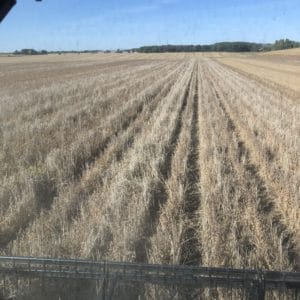 SoybeanHarvest scaled