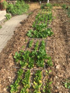 YaglaSpinachPlots
