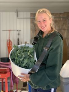 AnaHarvest