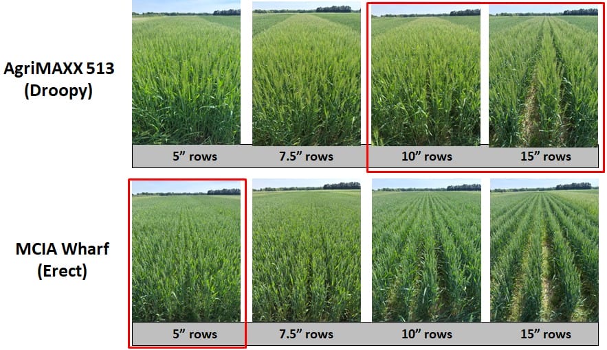 Wheat Canopy pics
