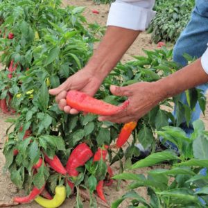 Max Chavez harvesting pepper vegetables