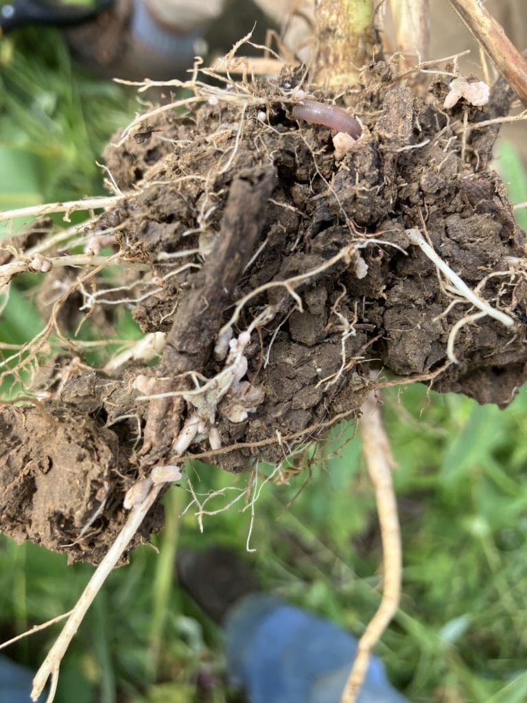 RickMatt rhizobial nodules on roots of sunn hemp