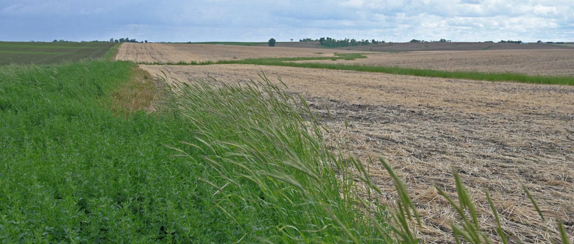 Terminated cover crop aside filter strip on Jim and Mary Pelzer farm
