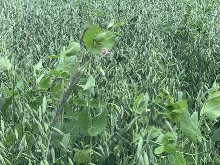 Rickmatt oats and peas