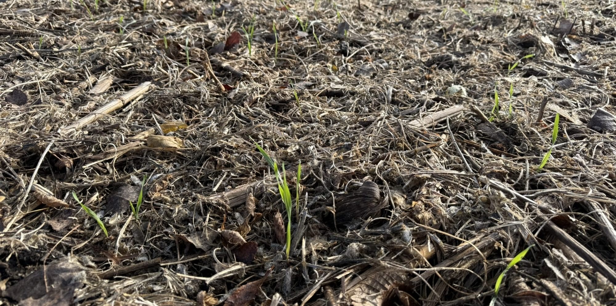 Closeup rye growth Oct 29th