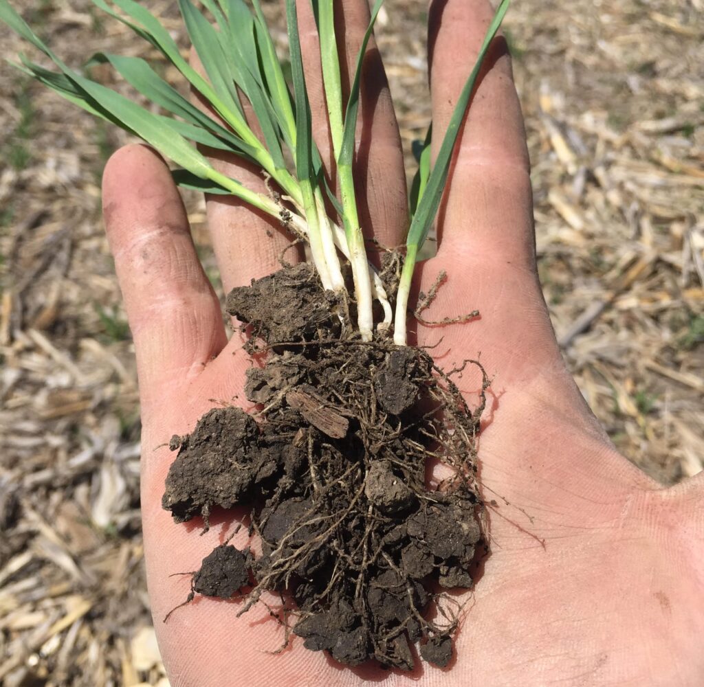 Andy Linder oats close up