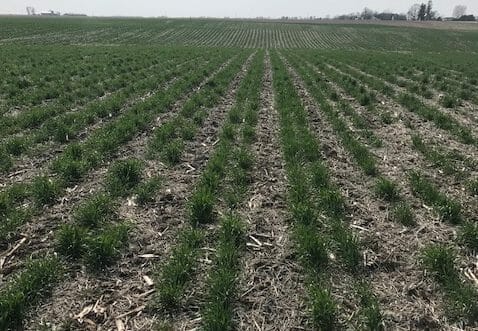Seeking Strategies for Corn After Rye