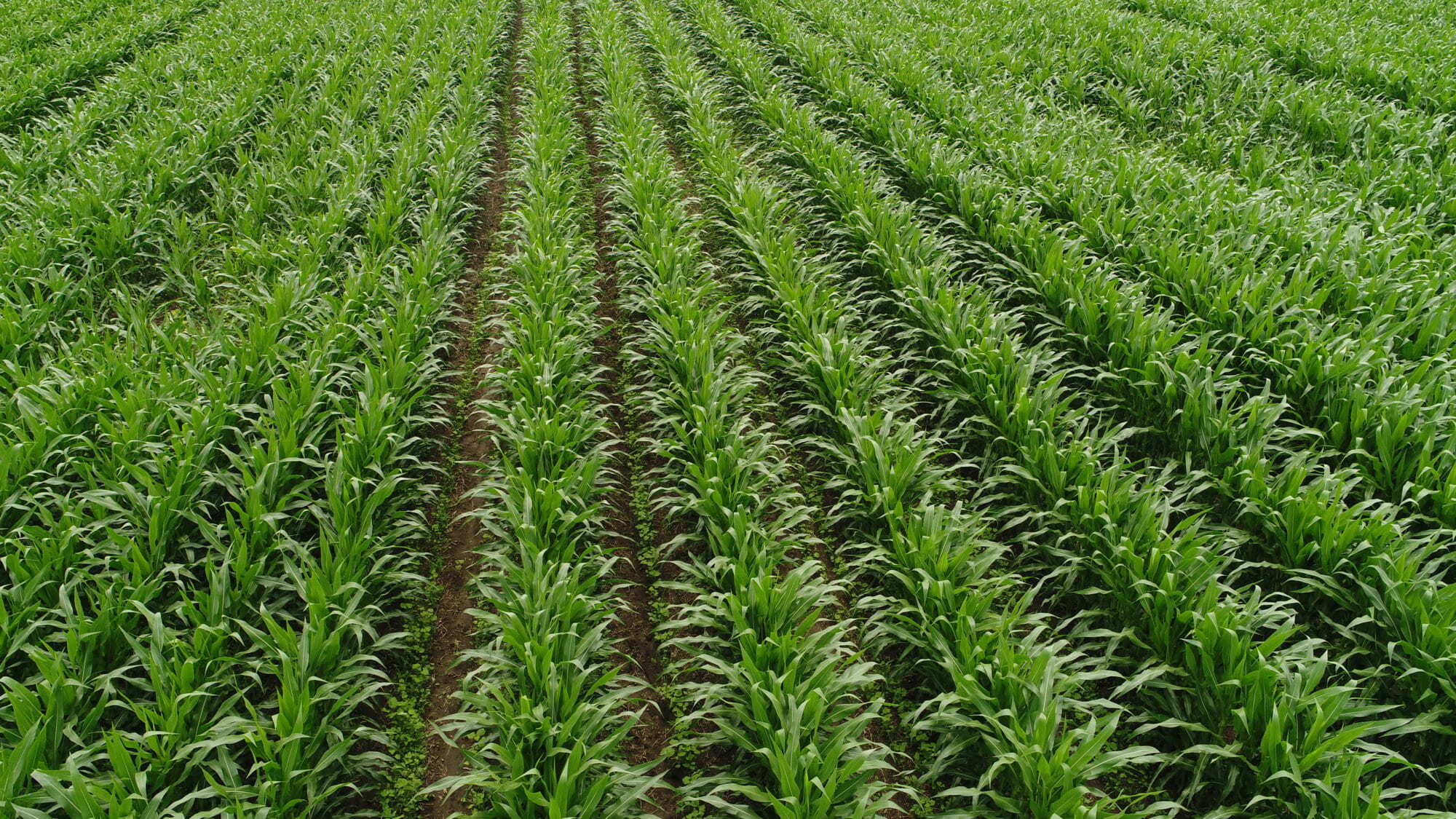 corn with legume cover crop interseeded 60 inch rows