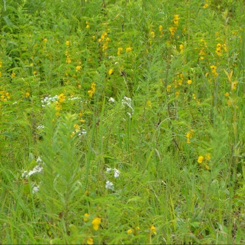 On-Farm Habitat 101: What is Habitat?