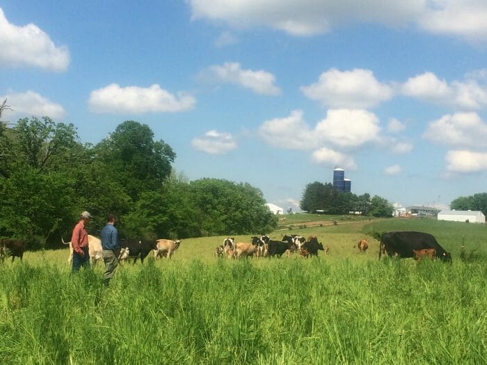 Francis Blake cattle pasture waukon dairy cattle apple cider vinegar
