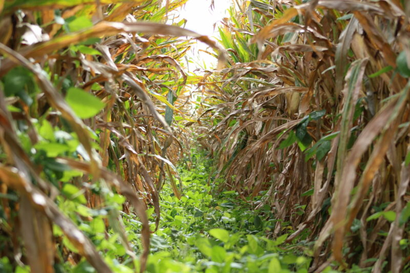 Interseeding Cover Crops in Extra-Wide Corn Rows