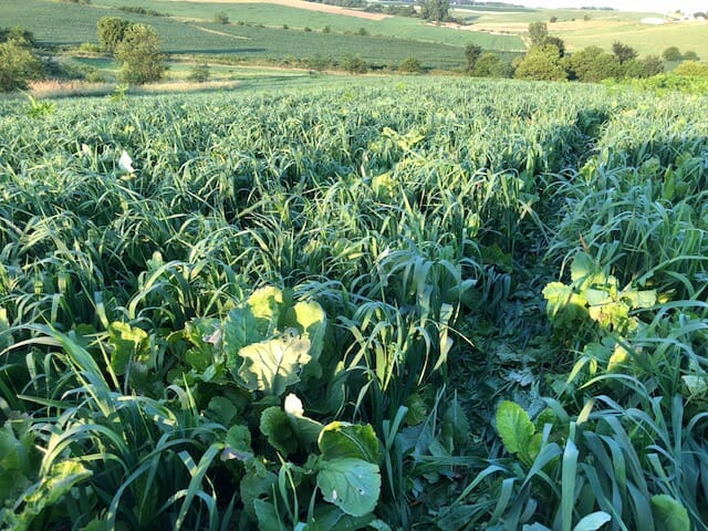 Luke Wilson mix of forage annual ryegrass, oats and brassicas