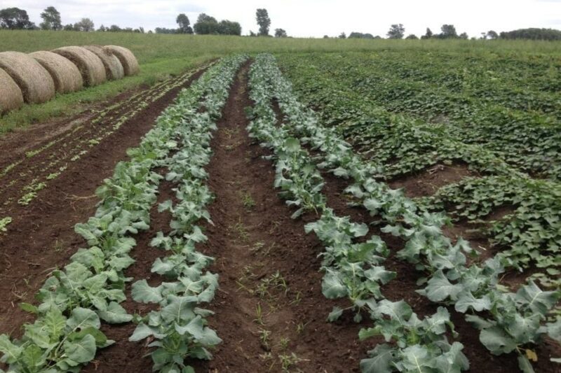 Ridge-Till Vegetable Production