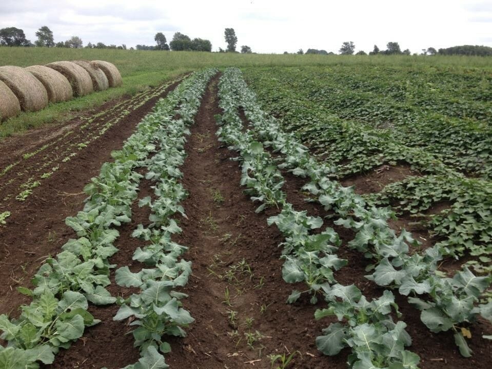 Ridge-Till Vegetable Production