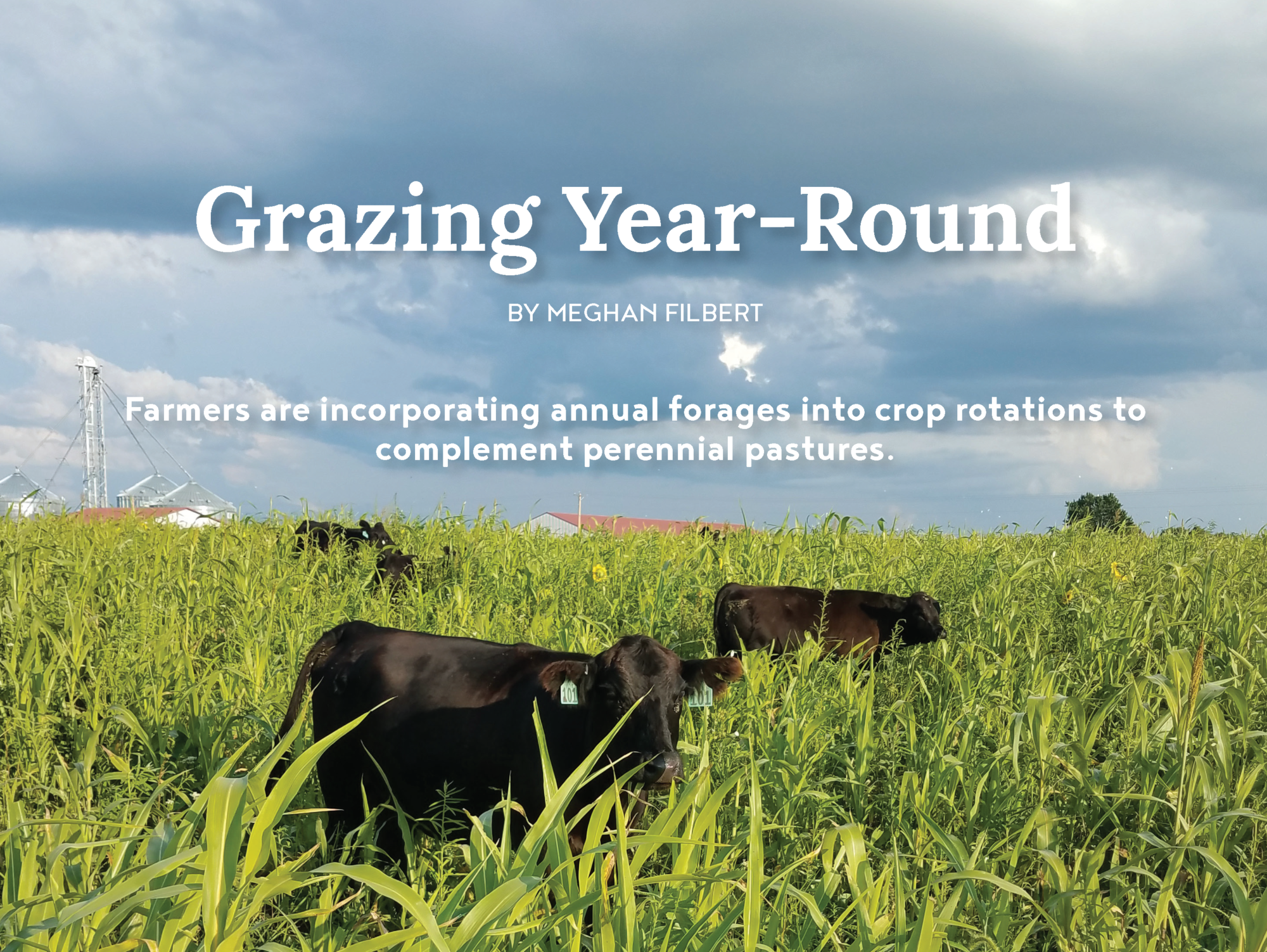 Annual Forages Contribute to Year-Round Grazing