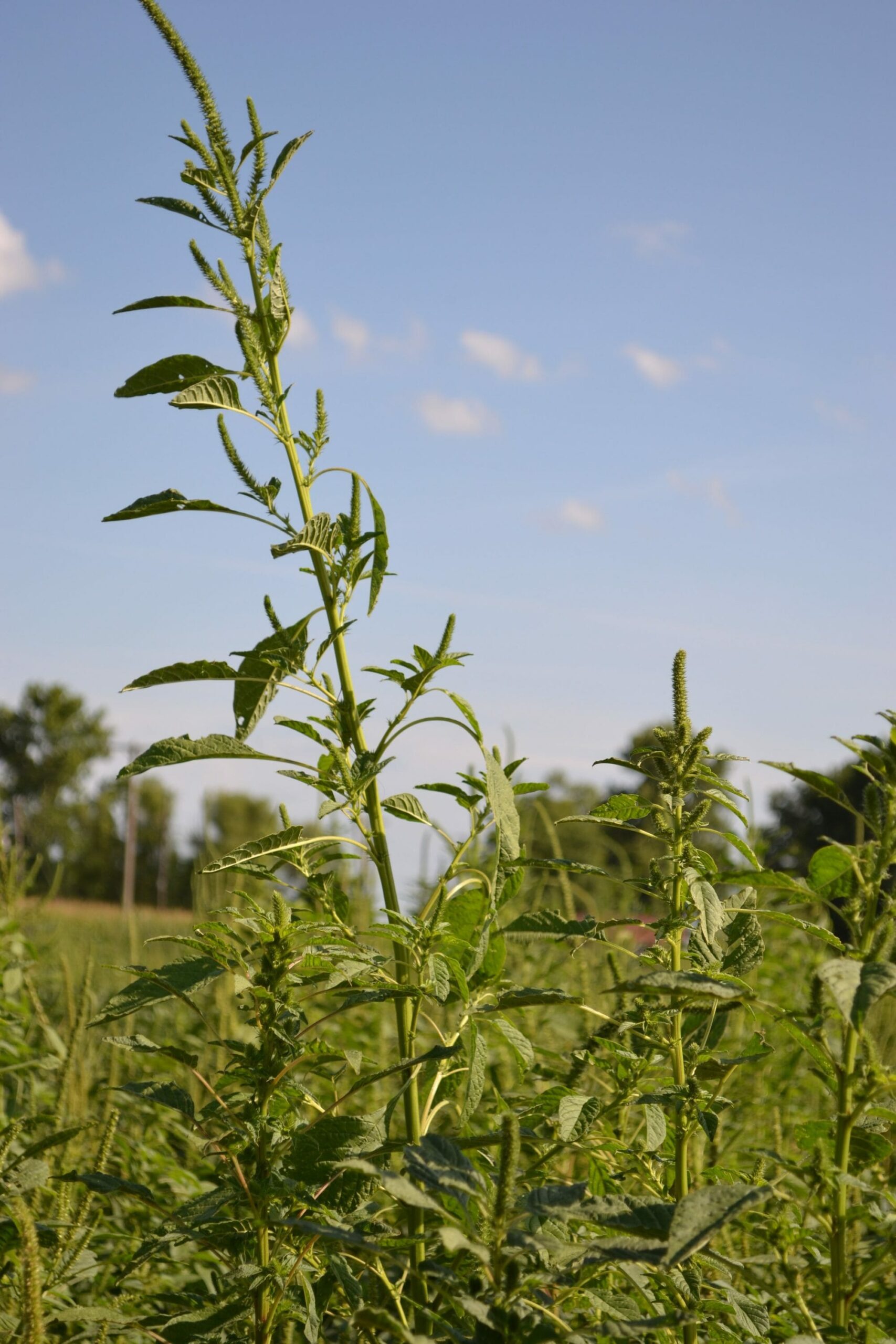 Waterhemp credit to United Soybean Board