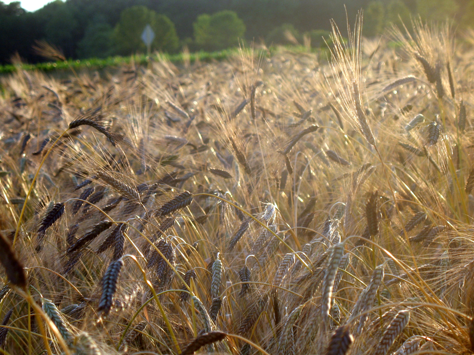 a field of black winter wheat ready for harvest