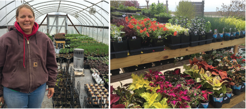 greenhouse ornamental succulent production in iowa