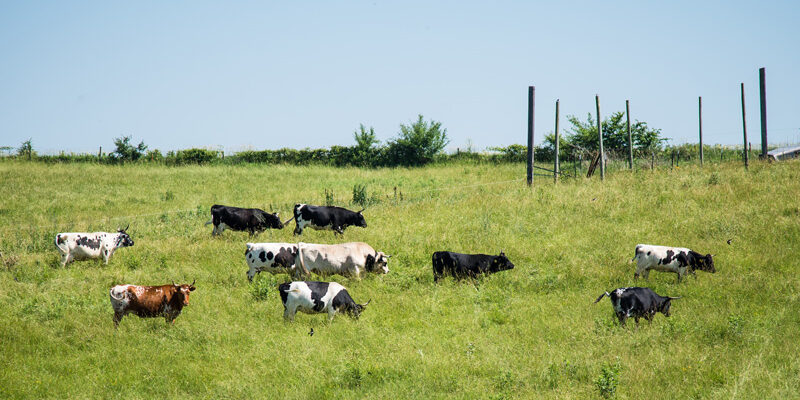 Chad Hensley - Pineywoods Cattle grazing