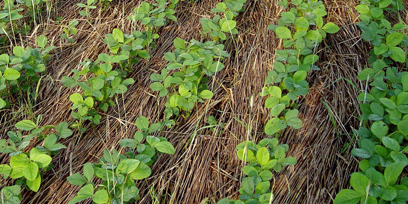 Cover cropped field