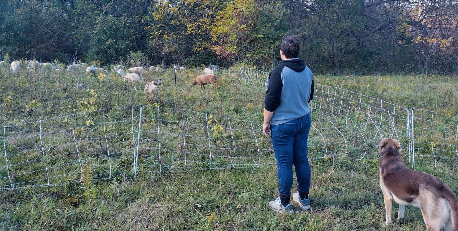 Heidi Eger observing sheep