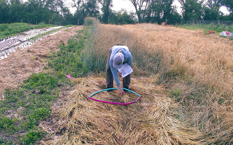 Humble Hands Harvest employee assessing ground-cover in tarped plot