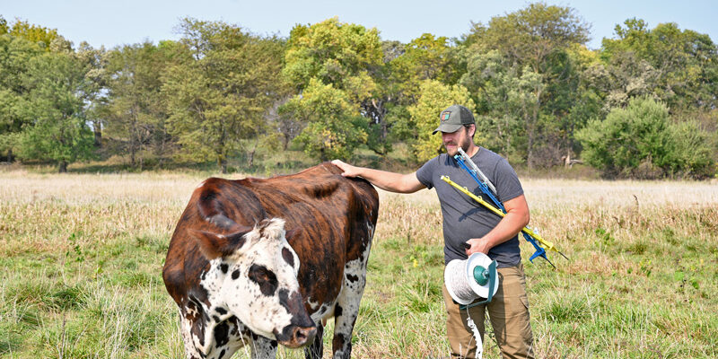 Kevin Dietzel cow grazing fence