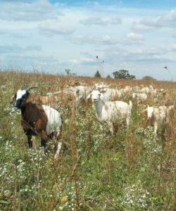Kevin martin goats native perennials