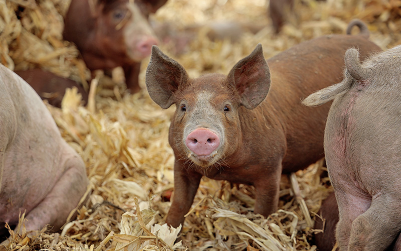 Pig Mardesen farm