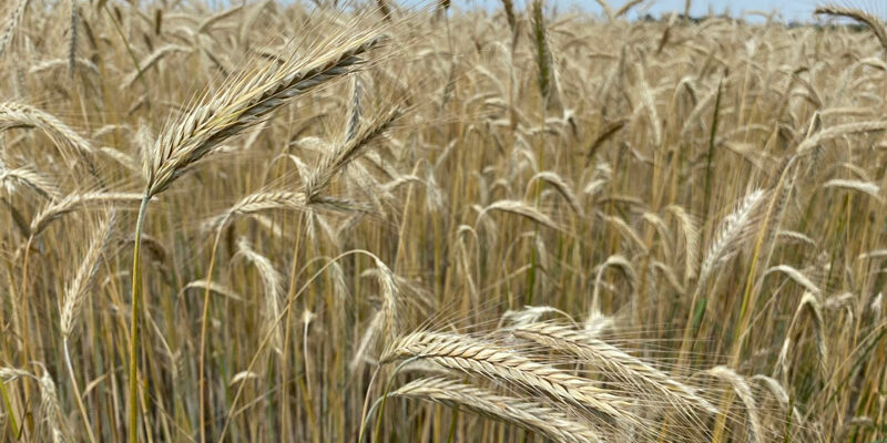 cereal rye field