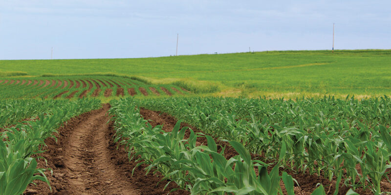 corn field with tractor tire tracks