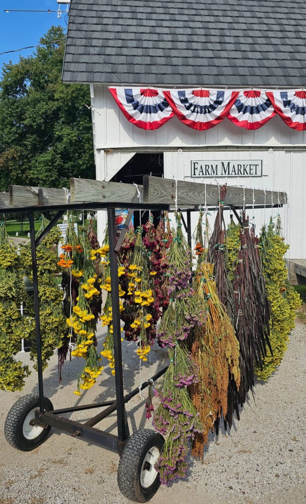 Flowers drying at Howell's greenhouse