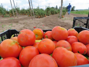 Tomato harvest at MaxChavez farm