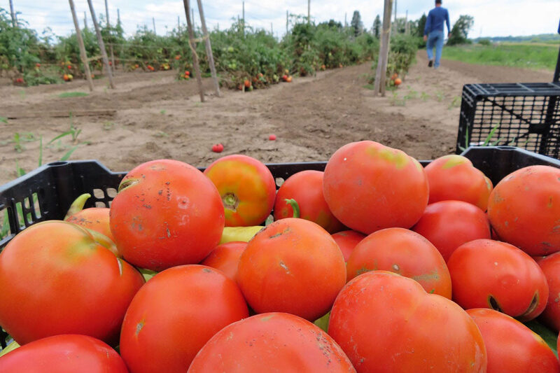 Tomato harvest at MaxChavez farm