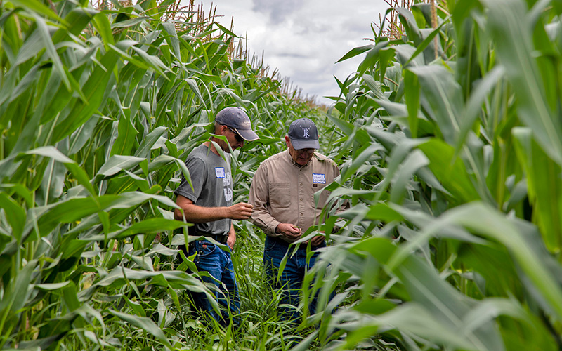 two farmers standing in cornfield