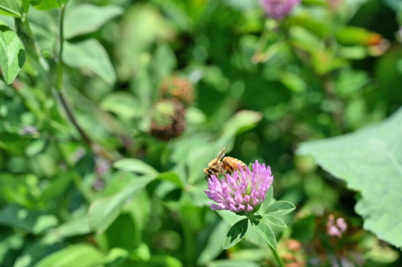 Observations on Summer Cover Crops, Small Grains and Grazing Covers