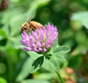 02.Wendt Akin BumbleBee Sept2020