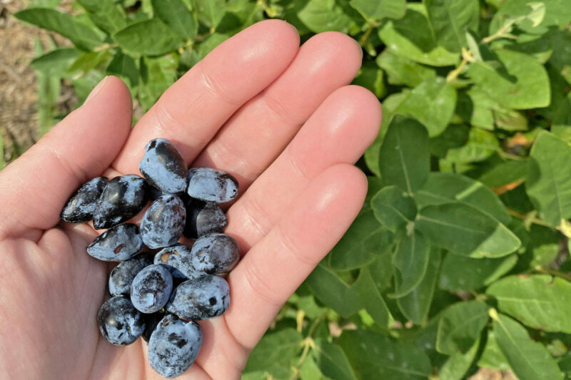Singing the Praises of a Promising Perennial