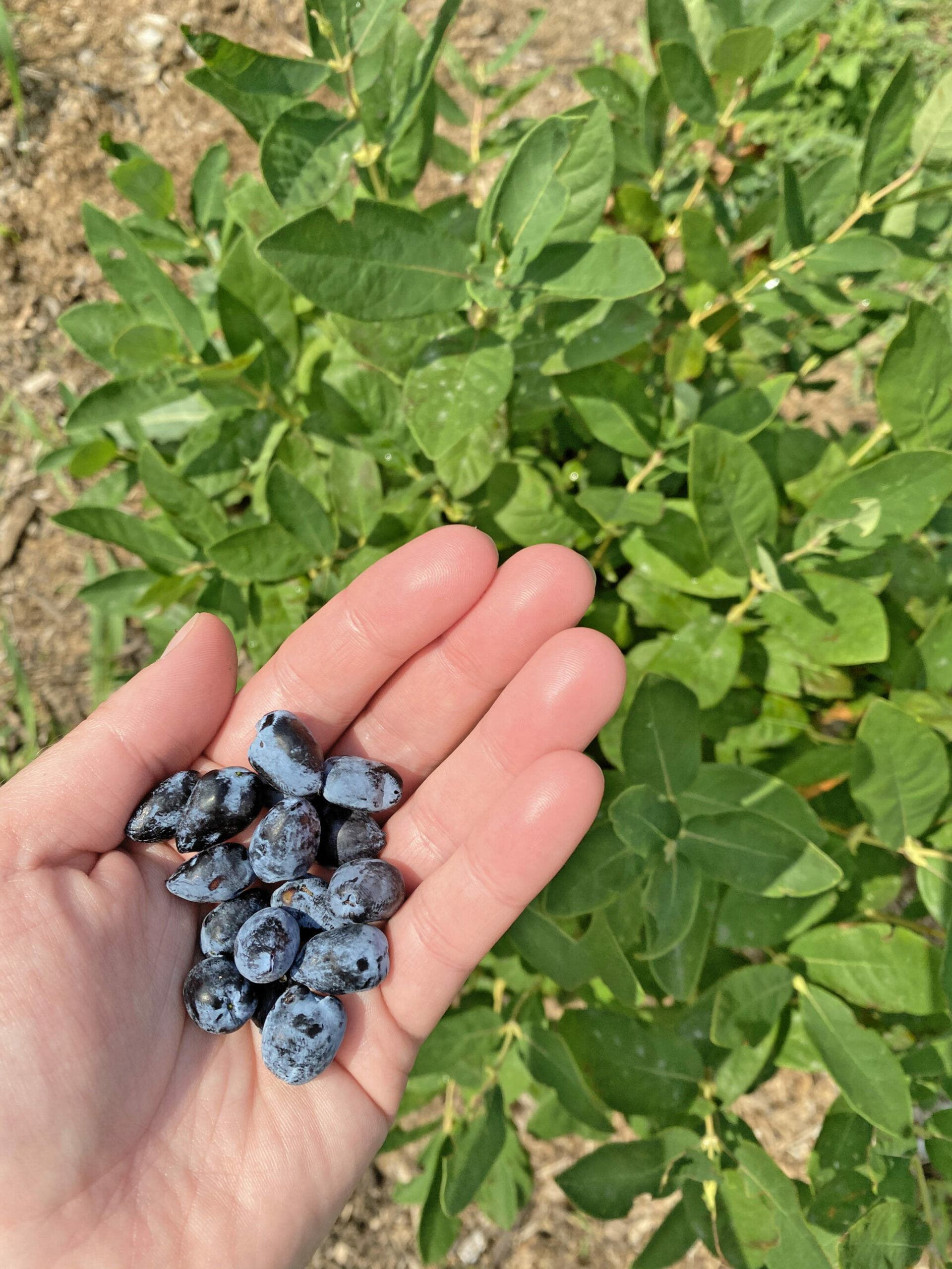 03.Honeyberries BerryPatchFarm SarahKrumm